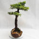 Outdoor bonsai -Larix decidua - European larch VB2019-26710 - 3/5