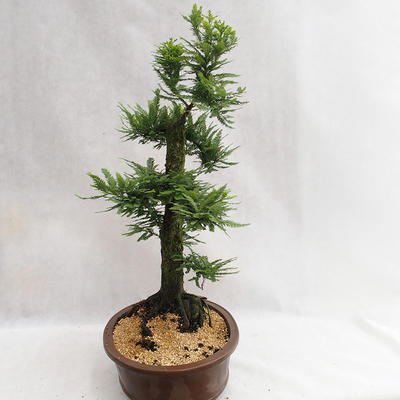 Outdoor Bonsai - Metasequoia glyptostroboides - Chinese Small Leaves Metasequoia VB2019-26711 - 3