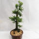 Outdoor Bonsai - Metasequoia glyptostroboides - Chinese Small Leaves Metasequoia VB2019-26711 - 3/6