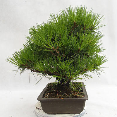 Outdoor bonsai - Pinus thunbergii Corticosa - Thunberg's pine VB2019-26712 - 3