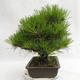 Outdoor bonsai - Pinus thunbergii Corticosa - Thunberg's pine VB2019-26712 - 3/5