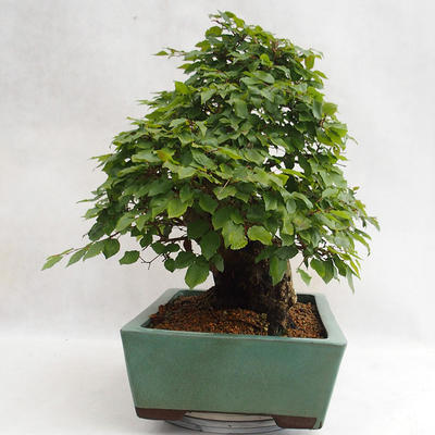 Outdoor bonsai - Korean hornbeam - Carpinus carpinoides VB2019-26715 - 3