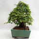 Outdoor bonsai - Korean hornbeam - Carpinus carpinoides VB2019-26715 - 3/5