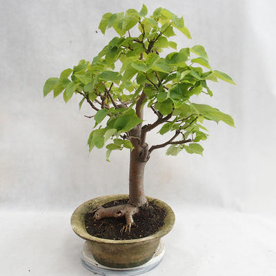 Outdoor bonsai - Heart-shaped lime - Tilia cordata 404-VB2019-26717 - 3