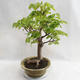 Outdoor bonsai - Heart-shaped lime - Tilia cordata 404-VB2019-26717 - 3/5