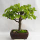 Outdoor bonsai - Heart-shaped lime - Tilia cordata 404-VB2019-26718 - 3/5