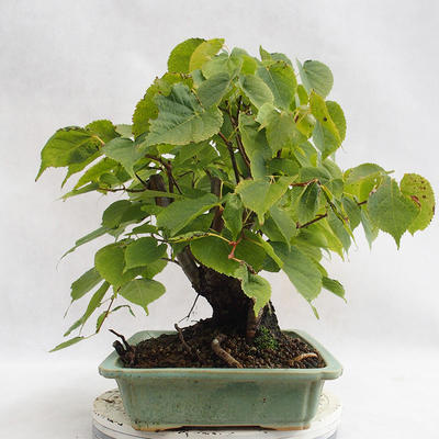 Outdoor bonsai - Heart-shaped lime - Tilia cordata 404-VB2019-26719 - 3