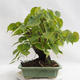Outdoor bonsai - Heart-shaped lime - Tilia cordata 404-VB2019-26719 - 3/5