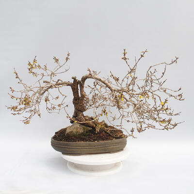 Outdoor bonsai - Forsythia - Forsythia intermedia maluch - 3