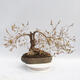 Outdoor bonsai - Forsythia - Forsythia intermedia maluch - 3/5