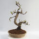 Outdoor bonsai - Pseudocydonia sinensis - Chinese quince - 3/5