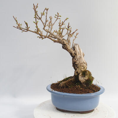Outdoor bonsai - Forsythia - Forsythia intermedia Week End - 3