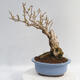 Outdoor bonsai - Forsythia - Forsythia intermedia Week End - 3/5