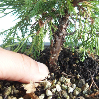Outdoor bonsai - Juniperus chinensis Itoigava-Chinese juniper VB2019-26890 - 3