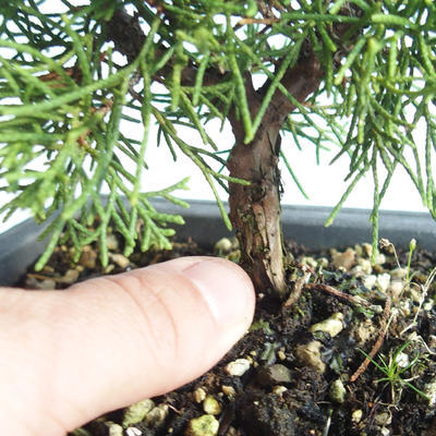 Outdoor bonsai - Juniperus chinensis Itoigava-Chinese juniper VB2019-26893 - 3