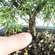 Outdoor bonsai - Juniperus chinensis Itoigava-Chinese juniper VB2019-26893 - 3/3