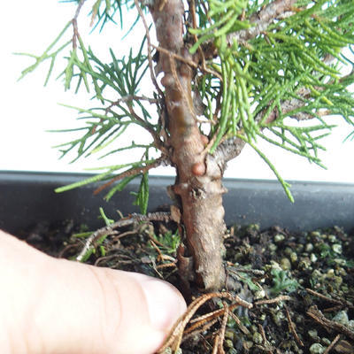 Outdoor bonsai - Juniperus chinensis Itoigava-Chinese juniper VB2019-26896 - 3