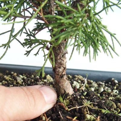 Outdoor bonsai - Juniperus chinensis Itoigava-Chinese juniper VB2019-26898 - 3