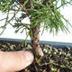 Outdoor bonsai - Juniperus chinensis Itoigava-Chinese juniper VB2019-26898 - 3/3