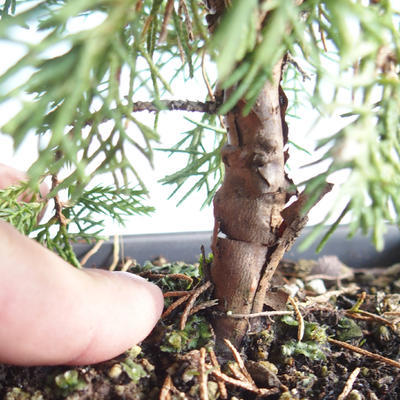 Outdoor bonsai - Juniperus chinensis Itoigava-Chinese juniper VB2019-26899 - 3