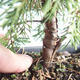Outdoor bonsai - Juniperus chinensis Itoigava-Chinese juniper VB2019-26899 - 3/3