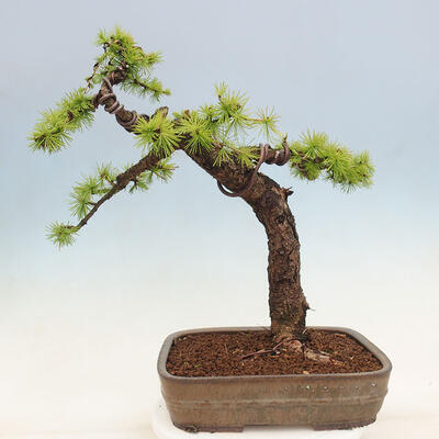 Outdoor bonsai - Larix decidua - Deciduous larch - 3