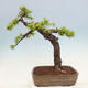 Outdoor bonsai - Larix decidua - Deciduous larch - 3/7