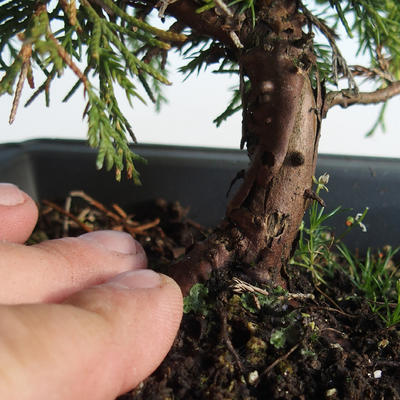 Outdoor bonsai - Juniperus chinensis Itoigava-Chinese juniper VB2019-26907 - 3