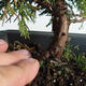 Outdoor bonsai - Juniperus chinensis Itoigava-Chinese juniper VB2019-26907 - 3/3