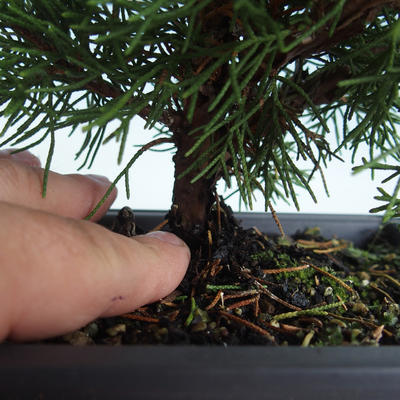 Outdoor bonsai - Juniperus chinensis Itoigava-Chinese juniper VB2019-26913 - 3