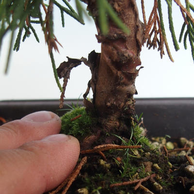 Outdoor bonsai - Juniperus chinensis Itoigava-Chinese juniper VB2019-26914 - 3