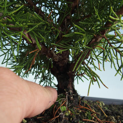 Outdoor bonsai - Juniperus chinensis Itoigava-Chinese juniper VB2019-26918 - 3