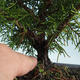 Outdoor bonsai - Juniperus chinensis Itoigava-Chinese juniper VB2019-26918 - 3/3