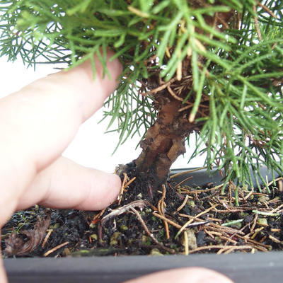 Outdoor bonsai - Juniperus chinensis Itoigava-Chinese juniper VB2019-26922 - 3