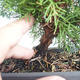 Outdoor bonsai - Juniperus chinensis Itoigava-Chinese juniper VB2019-26922 - 3/3