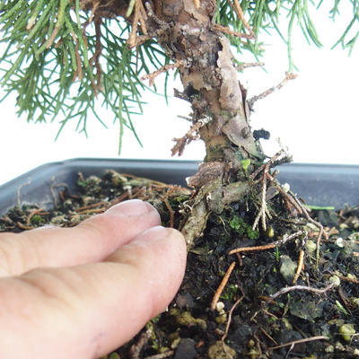 Outdoor bonsai - Juniperus chinensis Itoigava-Chinese juniper VB2019-26923 - 3