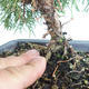 Outdoor bonsai - Juniperus chinensis Itoigava-Chinese juniper VB2019-26923 - 3/3