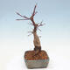 Outdoor bonsai - Maple palmatum DESHOJO - Japanese Maple - 3/6
