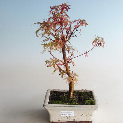 Outdoor bonsai - Acer palmatum Butterfly VB2020-697 - 3