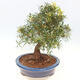 Indoor bonsai - Ficus nerifolia - small-leaved ficus - 3/6