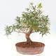 Indoor bonsai - Ficus nerifolia - small-leaved ficus - 3/5