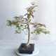 Room Bonsai - Australian Cherry - Eugenia uniflora - 3/4