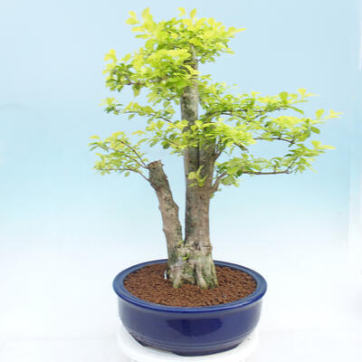 Indoor bonsai - Duranta erecta Aurea - 3