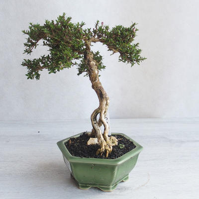 Indoor bonsai - Serissa japonica - small-leaved - 3
