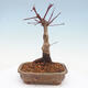 Outdoor bonsai - Maple palmatum DESHOJO - Japanese Maple - 3/6
