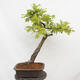 Outdoor bonsai Quercus Cerris - Oak Cer - 3/5