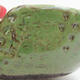 Ceramic Shell 8 x 8 x 4 cm, color green - 3/3