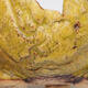 Ceramic shell 9 x 8 x 5 cm, color yellow - 3/3