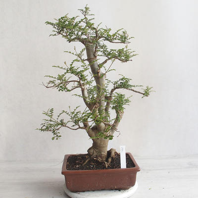 Indoor Bonsai - Fraxinus uhdeii - Indoor Ash - 3