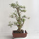 Indoor Bonsai - Fraxinus uhdeii - Indoor Ash - 3/6